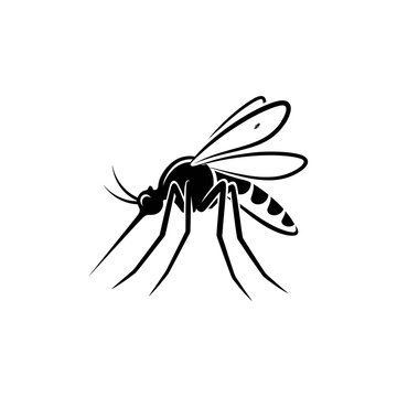 Black mosquito insect close up.