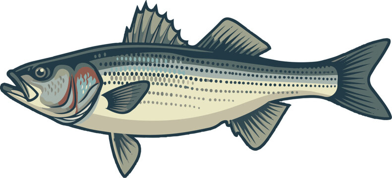 Striped Bass. Striped Bass Illustration. Bass fish logo.