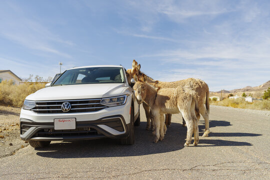 A wild burro and a smaller juvenile burro in Beatty, Nevada investigating a parked Volkswagen vehicle beside the road.
