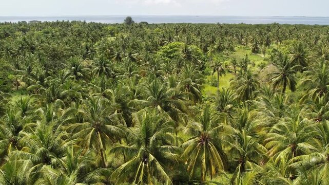 High-angle aerial drone footage captures a dense plantation of coconut palm trees lining the tropical coastline of South Sulawesi. 