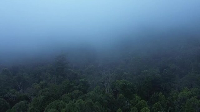 A cinematic aerial perspective reveals the dense tropical canopy of Banten submerged under a thick layer of morning mist.