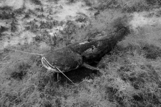 Catfish on the Bottom Underwater in the New Danube River in Vienna, Austria in Black and White