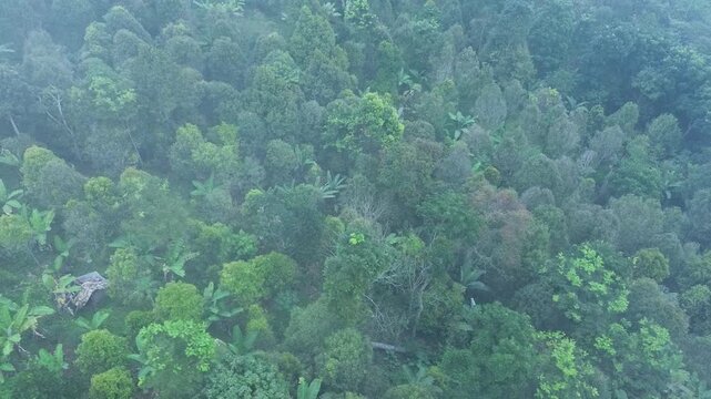 A sweeping drone shot captures the lush greenery of the Banten highlands partially veiled by a thin layer of morning mist. 
