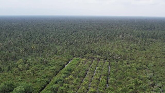 A vast coconut plantation stretches across the fertile landscape of North Sumatra under bright tropical light. Thousands of palms are organized in precise agricultural rows across the expansive region