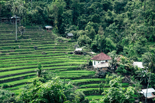Traditional farming of rice in the Balinese backcountry
