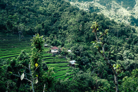 Small farmer houses in rice terraces of the Balinese backcountry