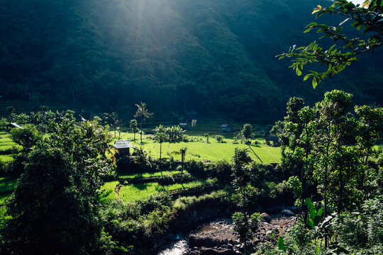 Rice cultivation in the Balinese backcountry