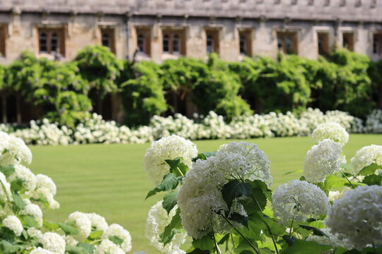White hydrangeas in a garden inside old cloisters