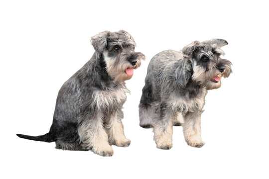 Two gray miniature schnauzer dogs sitting and standing. Cute small purebred pet animals isolated on transparent background. Friendly canine companion for family or home animal care concept.