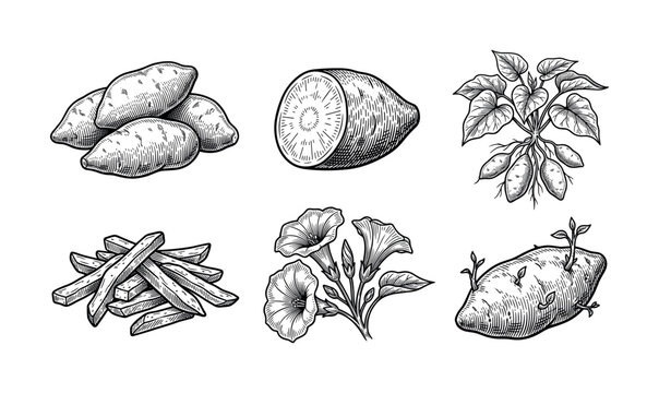 Sweet potato set in a vintage engraving style. Hand drawn vector illustration of yam, plant, fries, and flower for botanical or food concepts.