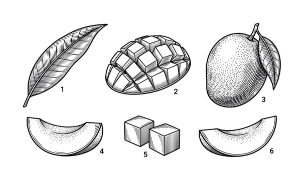 A vintage set of hand-drawn mango fruit illustrations in a black and white engraving style. Includes whole fruit, slices, cubes, and leaf. Ideal for menus or organic food branding.