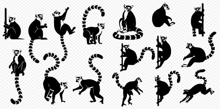 Set of black and white lemur silhouettes in various poses, featuring striped tails and playful expressions, isolated on a transparent background.