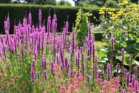 Bright purple loosestrife or lythrum salicaria in a cottage garden