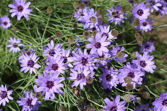 Catananche caerulea or blue cupidone flowers
