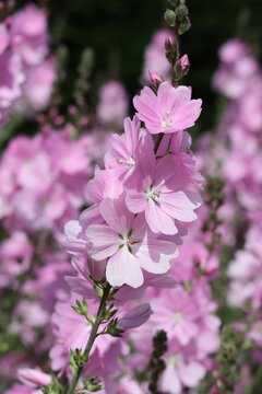 Close up of pink - purple sidalcea flowers