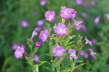 Close up of great willowherb flowers © Francesca Leslie