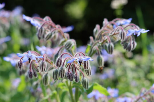 Close up of borage or starflower flowers