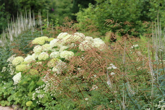 Aruncus dioicus, veronicastrum virginicum and hydrangeas in a garden border in summer