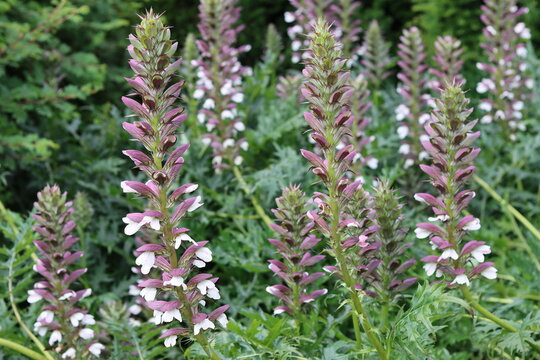 Acanthus spinosus or armed bear's breeches flower spikes