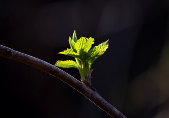 A bud break on a twig illuminated on a dark background. Image captures the moment of bud break in early spring, symbolizing the start of the vegetative cycle for plants © sebi_2569