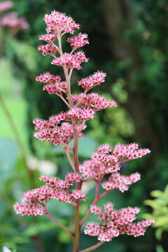 Pink rodgersia pinnata flowers in a garden