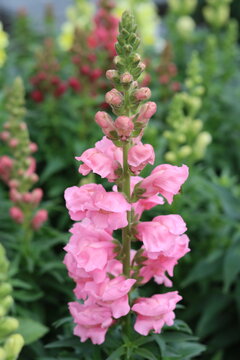 Pink snapdragon or antirrhinum majus flower