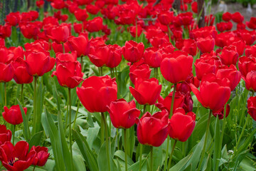 Fototapeta premium Spring blossom of the red tulips in the garden