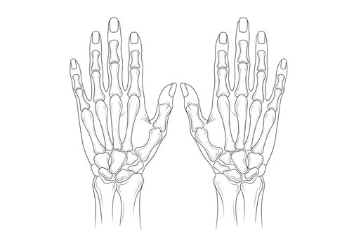 Four detailed black line drawings of human hand anatomy (dorsal and palmar views), isolated against a transparent background, clean minimalist technical vector illustration concept