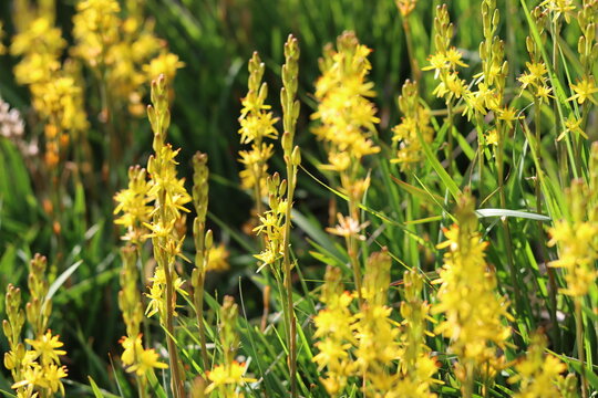 Bog asphodel or narthecium ossifragum flowers
