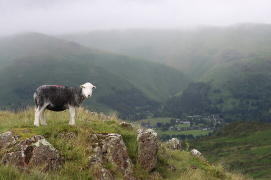Herdwick sheep standing on a hillside