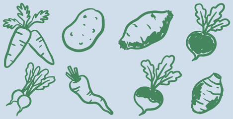 Obraz premium Hand-drawn collection of various root vegetables and tubers in green outline on a light blue background.