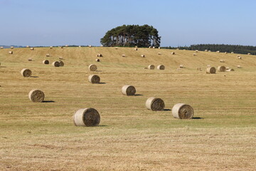 Rural field in summer full of round hay bales © Francesca Leslie