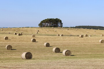 Rural field in summer full of round hay bales © Francesca Leslie