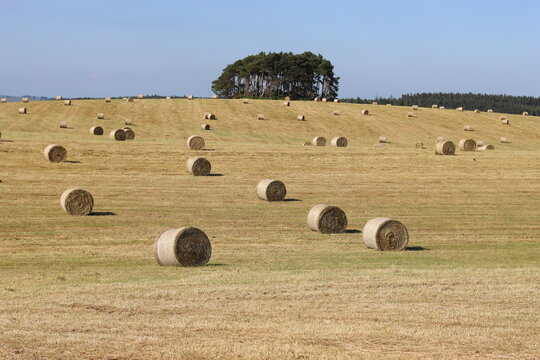 Rural field in summer full of round hay bales