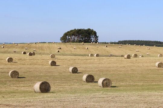 Rural field in summer full of round hay bales