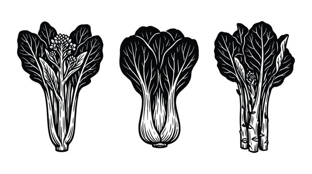 Asian green leafy vegetables set with choy sum bok choy and kai lan.