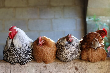 Cockerel and hens in a line on a barn wall © Francesca Leslie