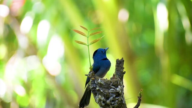 Two Black-naped Monarch (Hypothymis azurea) male and female feeding their young from mouth to mouth in the nest in the jungle with blurry green backdrop.