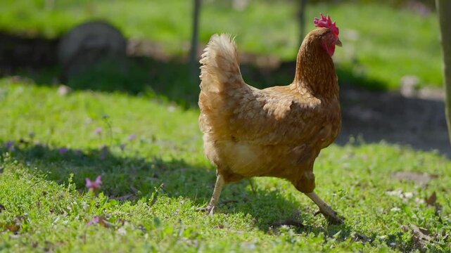 Handheld video shows a brown Loman Brown hen walking briskly on a grassy yard in sunlight, with shallow focus highlighting the bird and blurred background. 2026