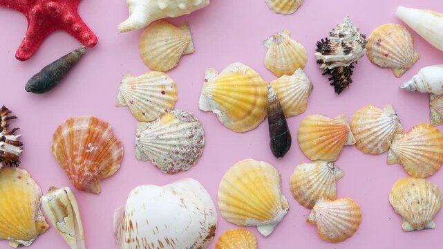 Various seashells and starfishes on a pink background creating a beautiful ocean pattern.