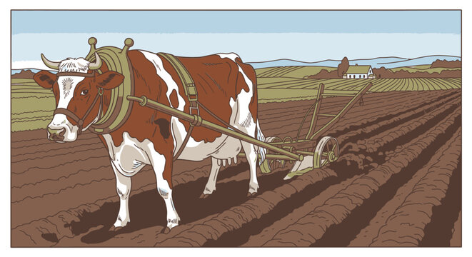 Brown and white oxen plowing field.