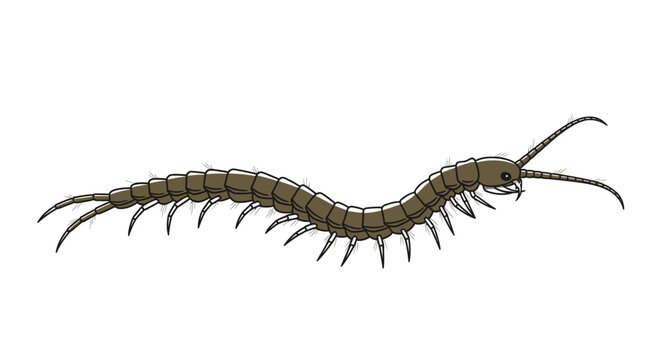 Closeup of a centipede crawling slowly.