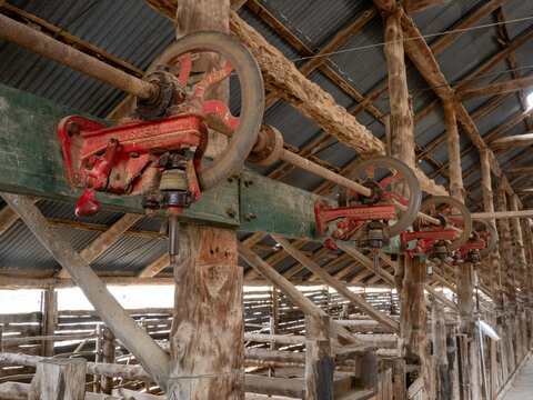 Power shearing machines in historic Australian wool shed