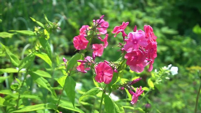 Pink phlox flowers in full bloom against lush green foliage on a countryside plot during a clear summer day