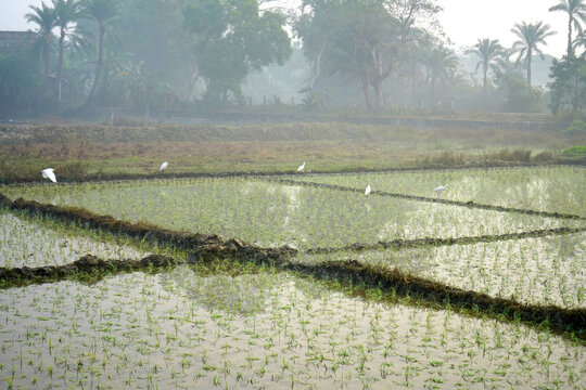 White Egrets Foraging in Young Green Rice Paddy Fields Under Misty Morning Sky