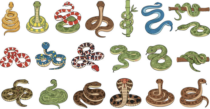 Hand-Drawn Snake Collection with Different Species and Colorful Patterns for Wildlife, Animal Illustrations, and Nature Designs
