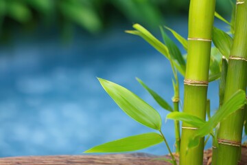 Naklejka premium 日光に照らされた青い水面近くの竹