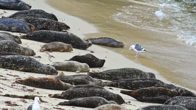 Multiple harbor seals resting on sandy beach as ocean waves wash ashore and seagull walks by.