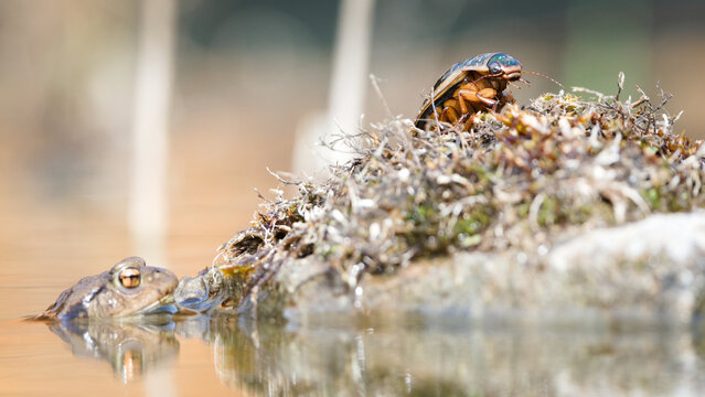 Toad Bufo bufo is hunting Great Diving Beetle (Dytiscus marginalis). Nature of Czech republic.