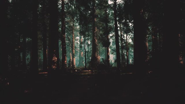 twilight pine forest with emerald mist, deep shadows and sunbeams slicing through tall trunks, damp needlecarpeted floor and mossy bark, hushed atmosphere